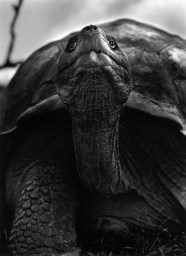 Sebasti o Salgado Sebastiao Salgado 52 Oscar En Fotos